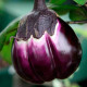 Eggplant seeds Violetta 30 us