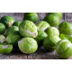 Cabbage seeds Briusselska 100 seeds