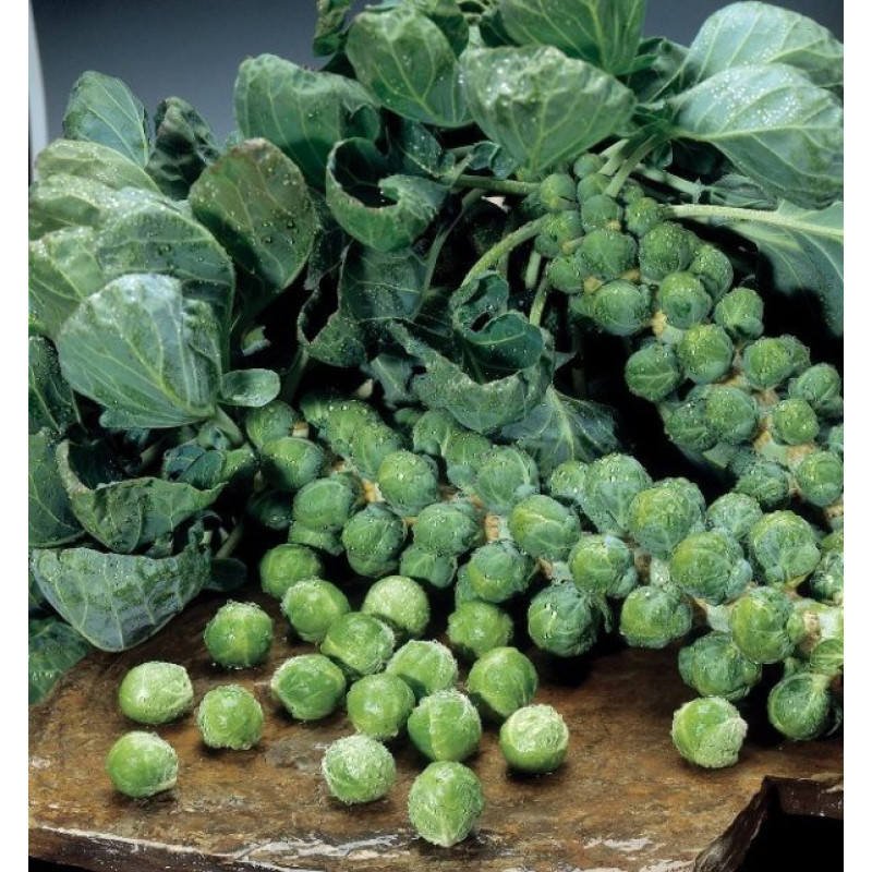 Cabbage seeds Briusselska 100 seeds