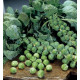 Cabbage seeds Briusselska 100 seeds