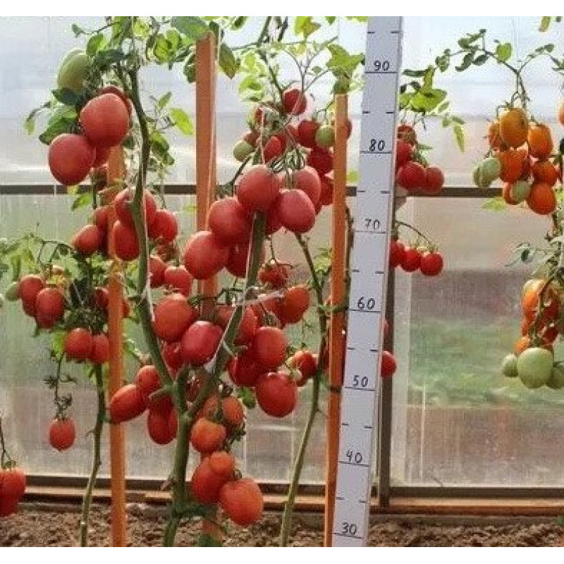 Tomato seeds Sinbad F1 10 pcs