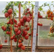Tomato seeds Sinbad F1 10 pcs