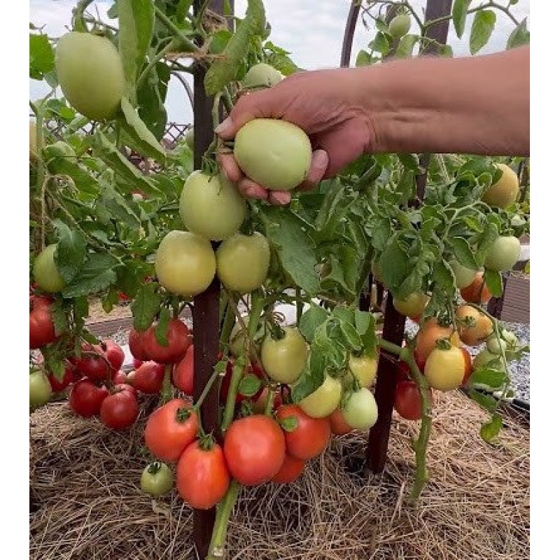 Tomato seeds Sinbad F1 10 pcs