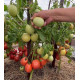 Tomato seeds Sinbad F1 10 pcs