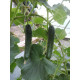 Cucumber seeds Bombay F1 10 seeds