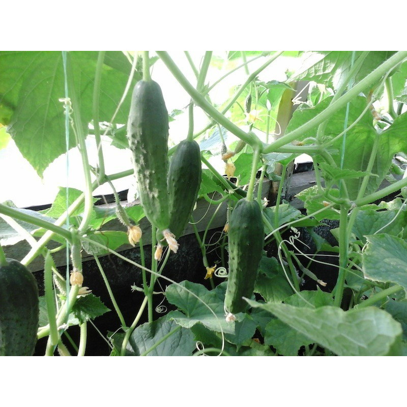 Cucumber seeds Bombay F1 10 seeds