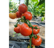 Tomato seeds