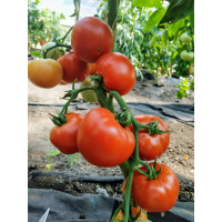 Tomato seeds