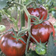 Tomato seeds Black delicacy F1 10 seeds