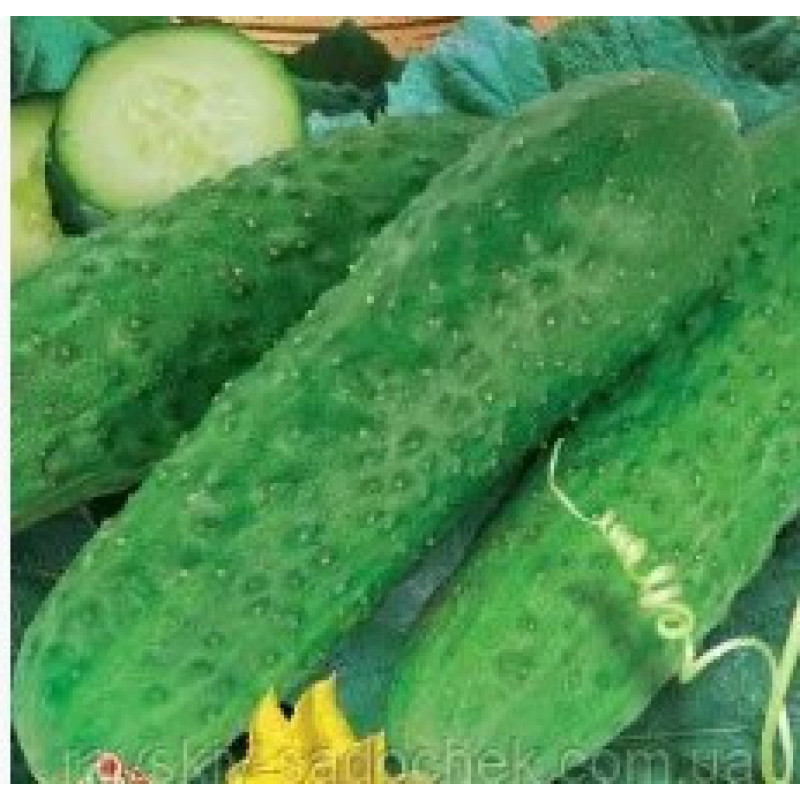 Cucumber seeds Lyubchik F1 0.5 grams