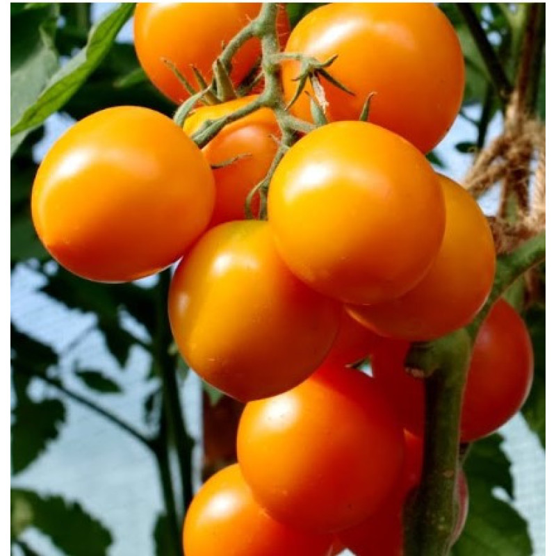 Tomato seeds Amber Drop F1 10 pcs
