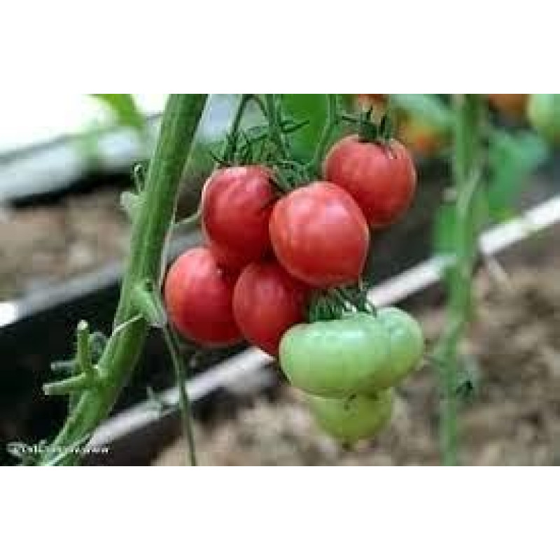Tomato seeds Cabaret F1 500 seeds