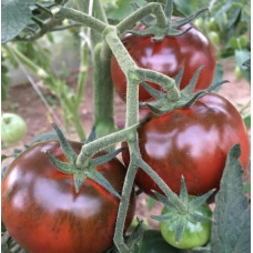Tomato seeds Black delicacy F1 10 seeds