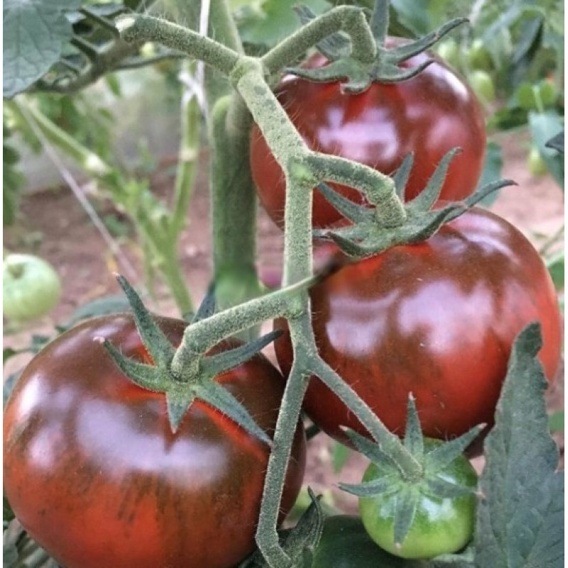 Tomato seeds Black delicacy F1 10 seeds