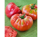 Large Beefsteak Tomatoes