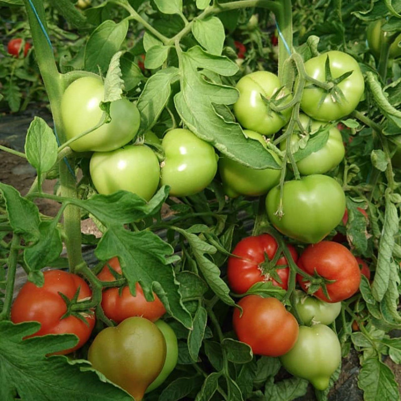 Tomato seeds Borov F1 500 seeds
