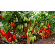 Tomato seeds Agafya F1 500 seeds