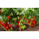 Tomato seeds Agafya F1 500 seeds