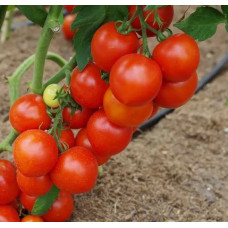 Tomato seeds Courtesan F1 500 seeds