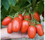 Cocktail tomatoes