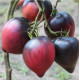 Tomato seeds Sergeant Pepper (Sgt Pepper's) 15 seeds
