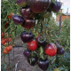 Tomato seeds Sergeant Pepper (Sgt Pepper's) 15 seeds