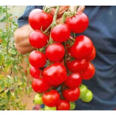 Alicante tomato seeds 30 pcs