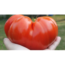 Dalbeng Tomato Seeds 30 pcs