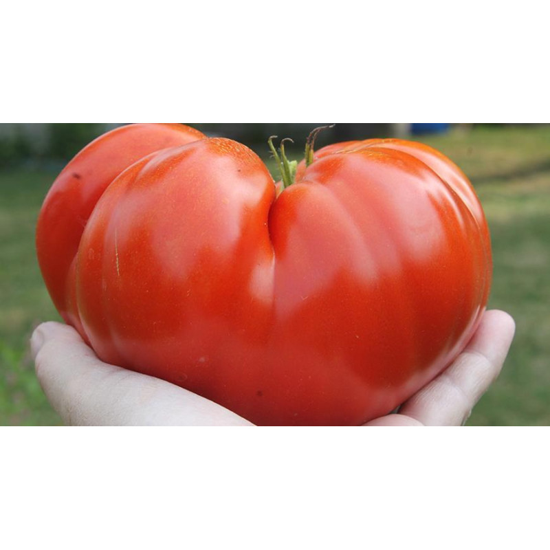 Dalbeng Tomato Seeds 30 pcs
