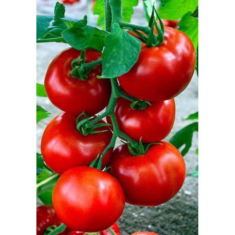 Cowboy tomato seeds 30 pcs
