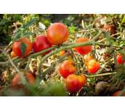 Cherry tomatoes
