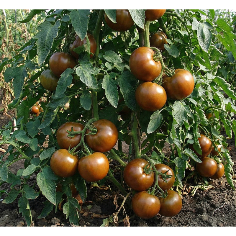 Dwarf Maralinga 10 seeds