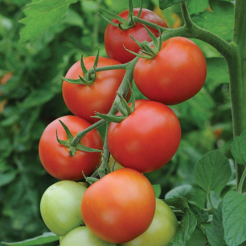 Tomato seeds Dwarf Almandine 10 seeds