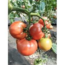 Tomato seeds Dwarf Crimson Sunset 10 seeds