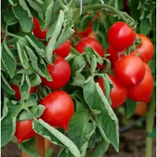 Tomato seeds Dwarf Melanie's Ballet 10 seeds
