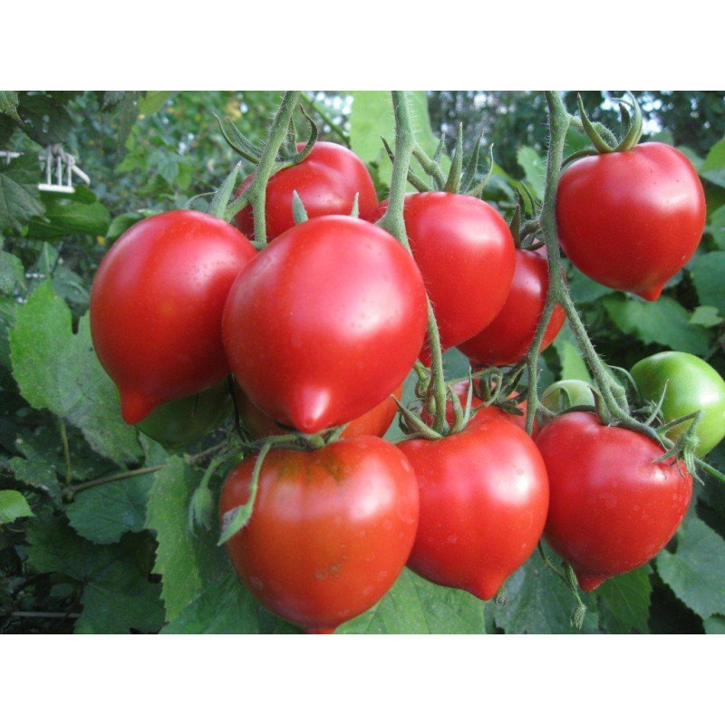Tomato seeds Dwarf Delta Diver 10 seeds