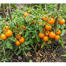 Tomato seeds Dwarf Desperado 10 seeds