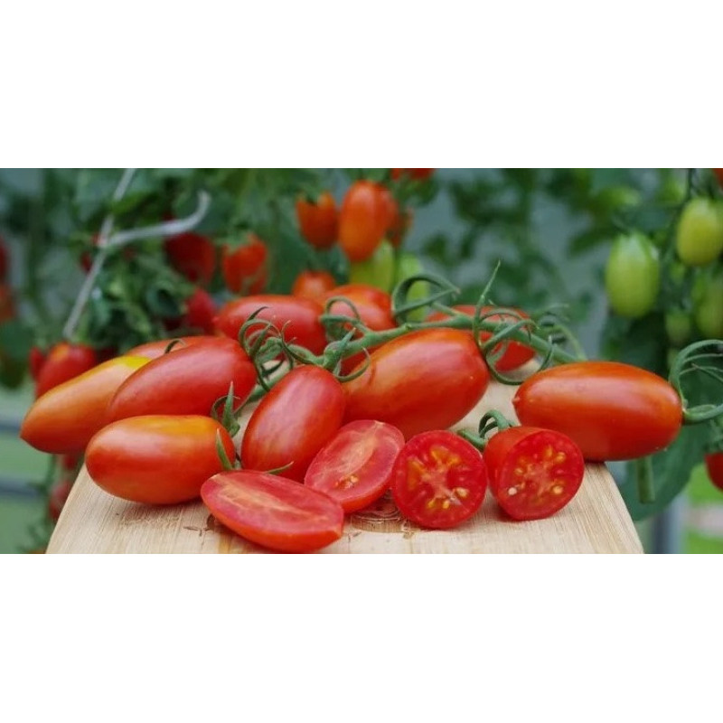 Tomato seeds Dwarf Amy's Ohio 10 seeds