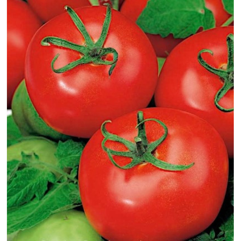 Tomato seeds Dwarf Dipper's Delight 10 seeds