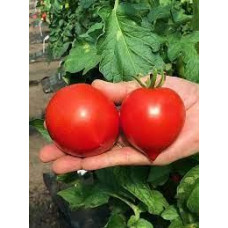 Tomato seeds Dwarf Caitydid 10 seeds