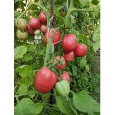 Tomato seeds Dwarf Dainty Isabel 10 seeds