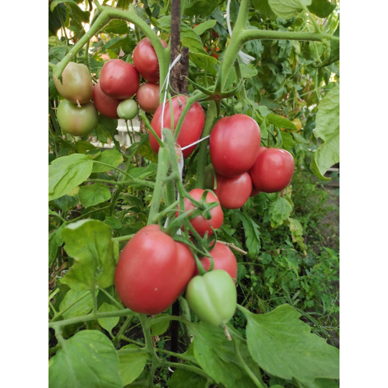 Tomato seeds Dwarf Dainty Isabel 10 seeds