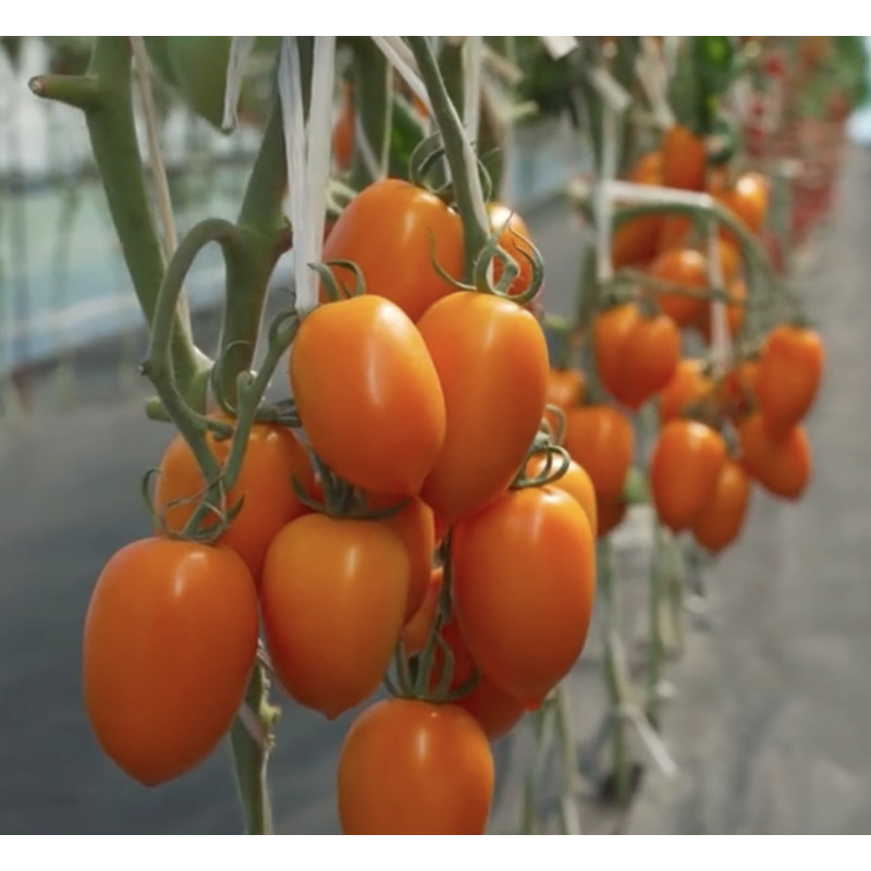 Tomato seeds Dwarf Buddy's Heart 10 seeds