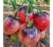 Heart-shaped Tomatoes