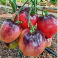 Tomato seeds Dwarf Firebird Sweet 10 seeds