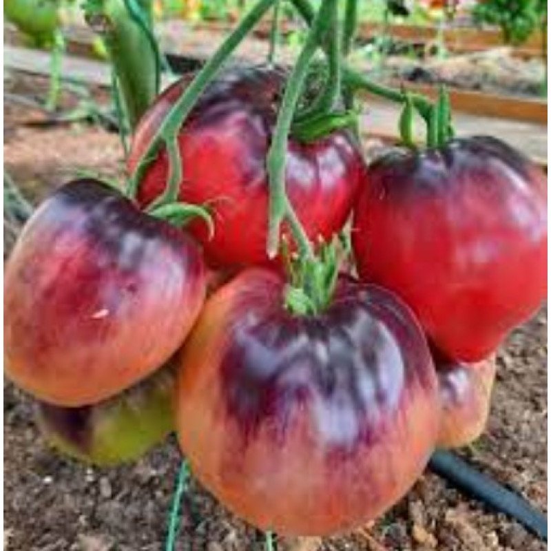 Tomato seeds Dwarf Firebird Sweet 10 seeds