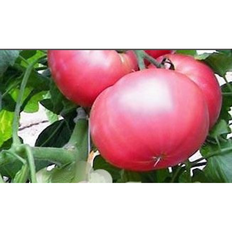Tomato seeds Babylon's Glow Dwarf 10 seeds