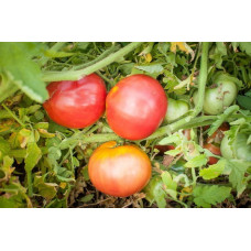 Tomato seeds Dwarf Babylon Glow 10 seeds