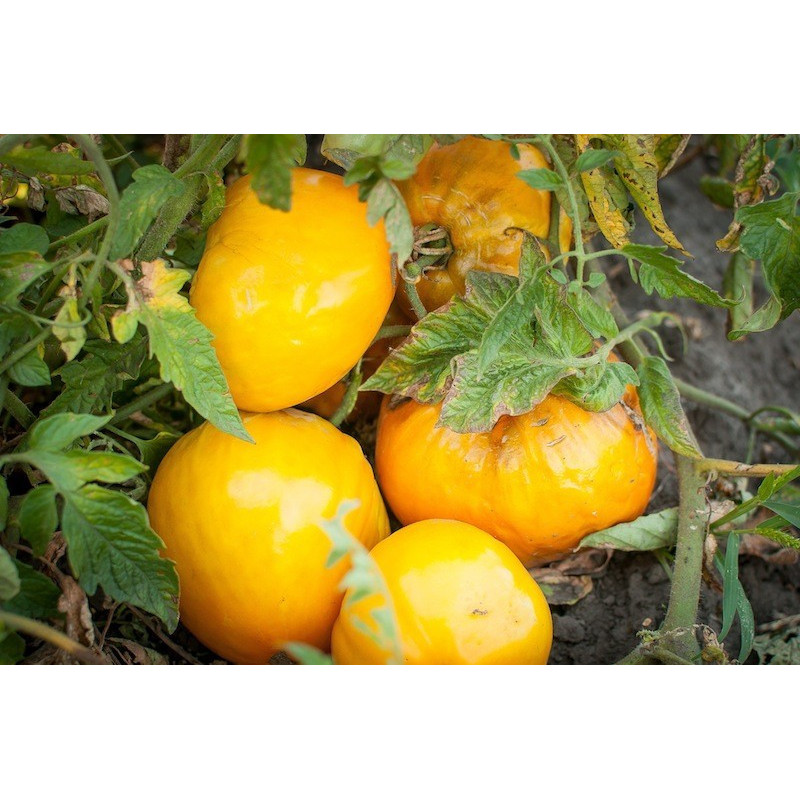 Tomato seeds Dwarf Gloria's Treat 10 seeds