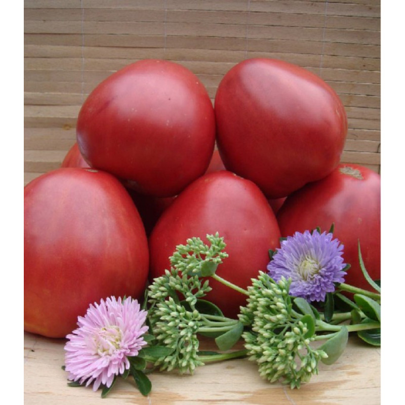 Tomato seeds Dwarf Cherokee Tiger Large 10 seeds
